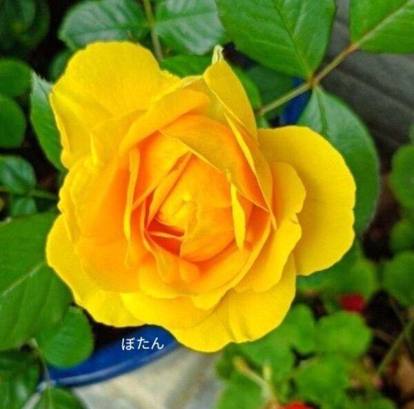 ③バラ 黄色 挿し木苗 抜き苗 画像11~16は6月8日撮影(現物写真です)