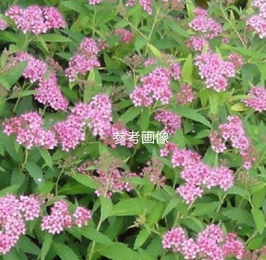 ☆お値下げしました☆宿根草 多年草 シモツケ 大株 花木 画像2以降が出品物の写真(6月1日撮影)です。