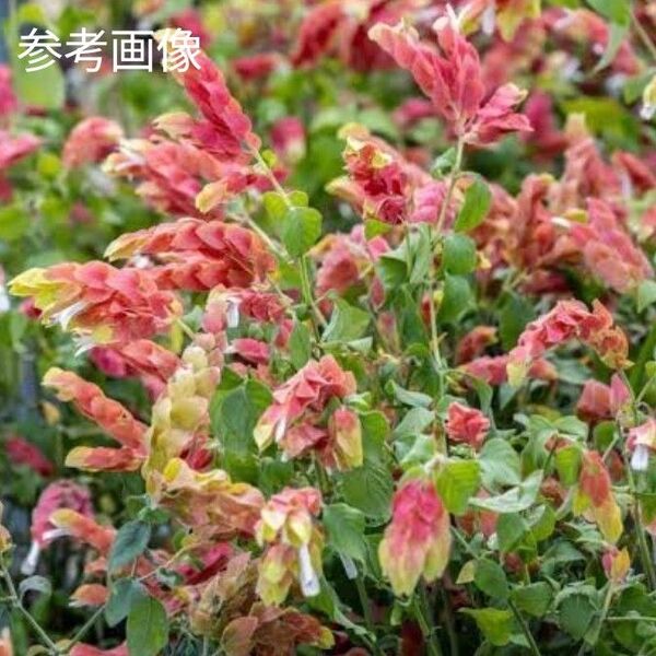 ⑦コエビソウ(ペロペロネ) 1苗 株分け苗 抜き苗 画像3~7は6月6日撮影(現物写真です)