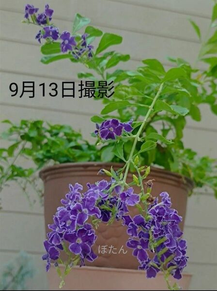 デュランタ宝塚 挿し木苗 抜き苗 画像3以降は6月4日撮影 現物写真です。