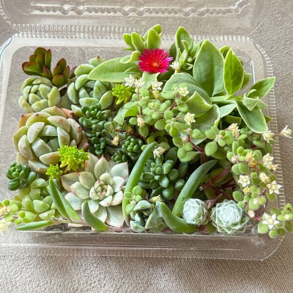 多肉植物 エケベリア セダム 小さめカット苗 詰め合わせ セット