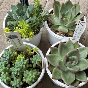 多肉植物 エケベリア 札付き ポットごと 4ポット セット
