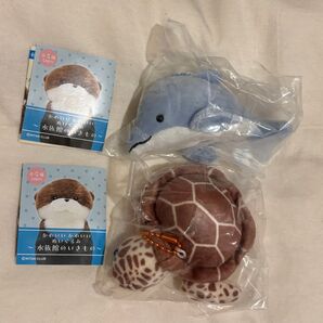 水族館のいきもの イルカ ウミガメ