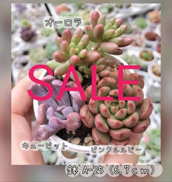 SALE☆ ピンクルルビー オーロラ キューピット 写真は参考です 根付き 抜き苗 多肉植物 +葉挿しかセダムなどのおまけ付き!☆