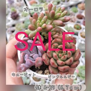 SALE☆ ピンクルルビー オーロラ キューピット 写真は参考です 根付き 抜き苗 多肉植物 +葉挿しかセダムなどのおまけ付き!☆
