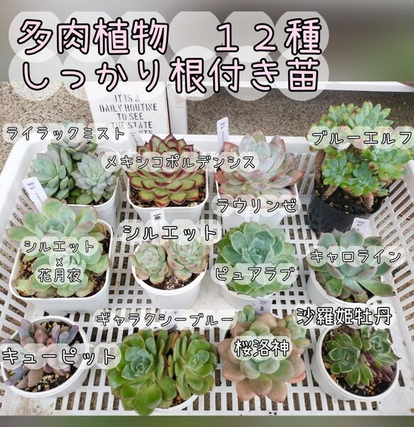 多肉植物 12種☆ 写真の苗をお送りします 札付き 多肉植物 多肉弁当 詰め合わせ 抜き苗発送