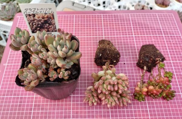 パープルドリーム(6cmポット) オーロラ レッドベリー 3種セット 写真の苗をお送りします 抜き苗 多肉植物
