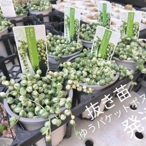 斑入りグリーンネックレス 写真の中から1ポット抜き苗でお送りします 正規品 札付き 3号ポット ゆうパケットポスト発送