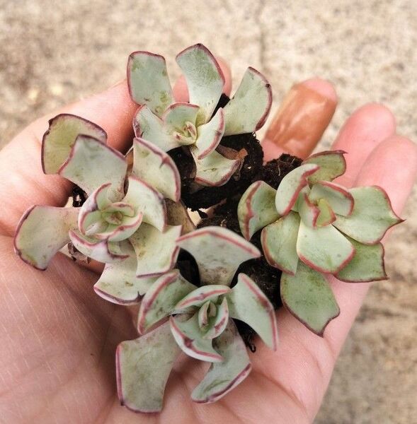 ストリクチフローラノヴァ 写真の苗をお送りします 根付き苗 4苗 根鉢 多肉植物 多肉弁当 詰め合わせ
