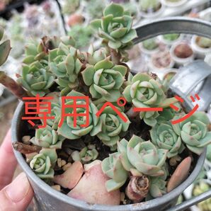 専用ページ クラウディアローズ 親株 ブリキ鉢ごと発送 直径10cm 写真の苗をお送りします 多肉植物