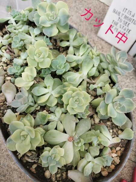 白牡丹錦&先祖返り カット苗&葉挿し 写真の苗を全部お送りします カット苗 多肉植物