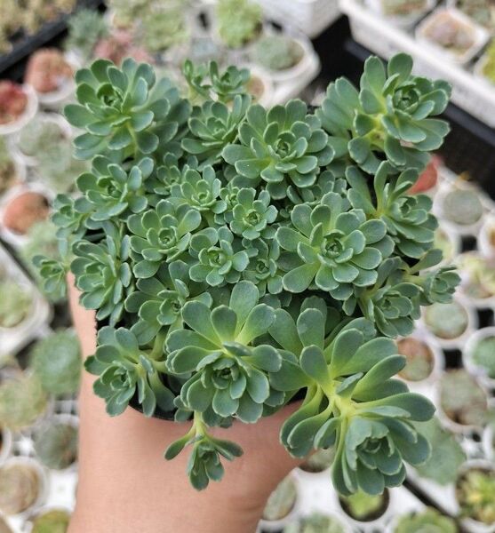 ローズセダム 写真の苗をお送りします 9cmポット 抜き苗 多肉植物 カットでどんどん増えます♪ 正規札付き 在庫3