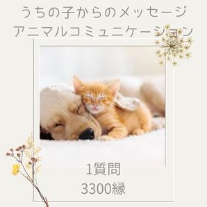 「予約制専用出品」『有形商品』ペットの気持ち 虹の橋からのメッセージ 1質問/3300縁/サンキュメッセージカード付き