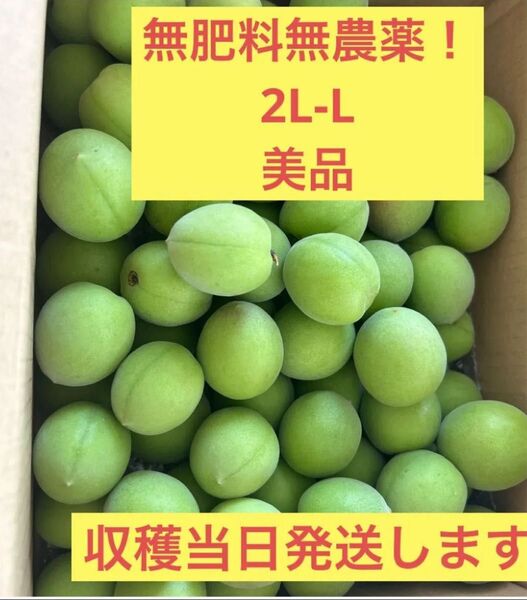 美品 2L-Lサイズ 青梅2㎏ 無農薬