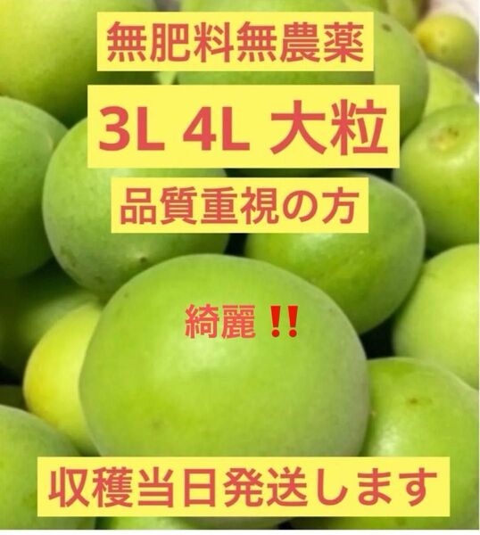 高級 青梅 4L-3L 大玉 大粒 1キロ以上 無農薬