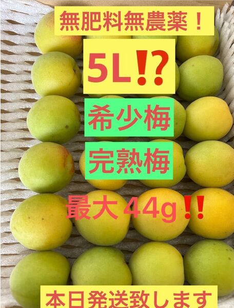 完熟梅 5L 巨大!希少品!無農薬!