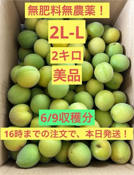 美品!2L-Lサイズ 2㎏ 青梅 完熟梅 無農薬