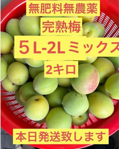 青梅 完熟梅 5L-2L 2キロ 無肥料無農薬!