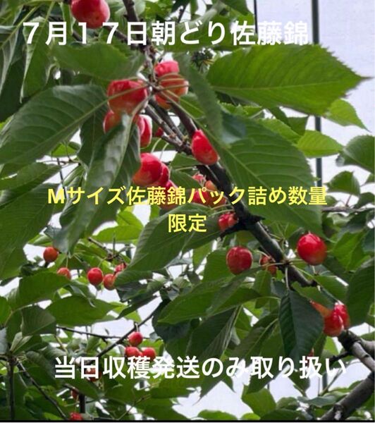 山形県産さくらんぼ 佐藤錦500gパック詰め Mサイズ②