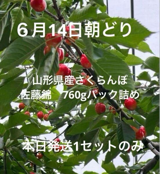 山形県産さくらんぼ 佐藤錦 760gパック詰め