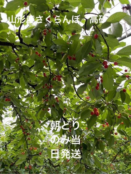 山形県産さくらんぼ 高砂600g以上 パック詰め