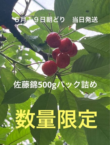 山形県産さくらんぼ 佐藤錦パック詰め500g 以上Mサイズ ③