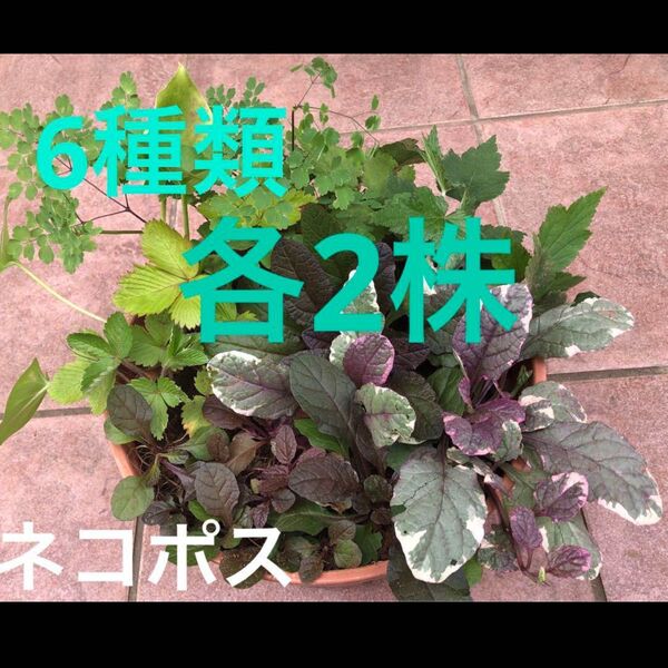 6種類 各2株+α