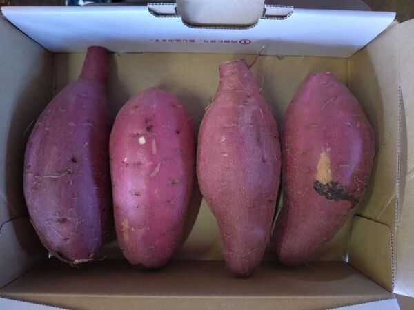 さつまいも 紅はるか 洗い Mサイズ 1kg 訳あり