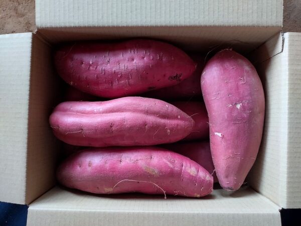 43 さつまいも 紅はるか 洗い 2Lサイズ 5kg 訳あり