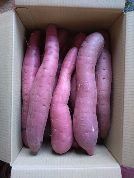 16 さつまいも 紅はるか 洗い Lサイズ 4kg 訳あり