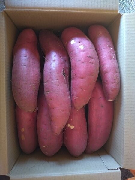 8 さつまいも 紅はるか 洗い Lサイズ 5kg 訳あり
