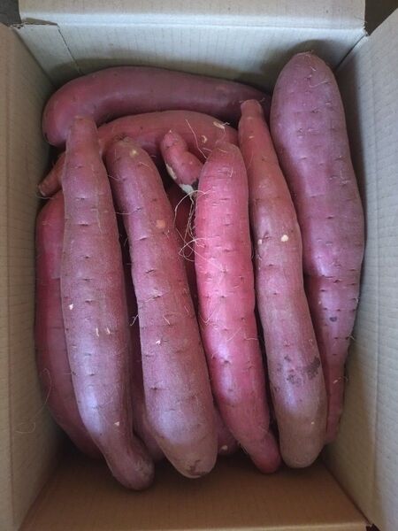 34 さつまいも 紅はるか 洗い Mサイズ 5kg 訳あり