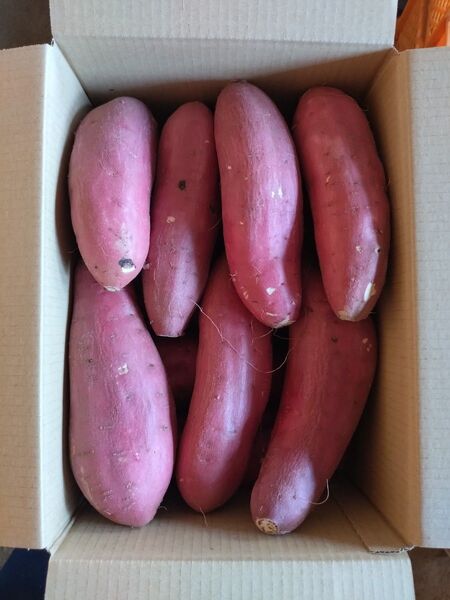 38 さつまいも 紅はるか 洗い Lサイズ 5kg 訳あり