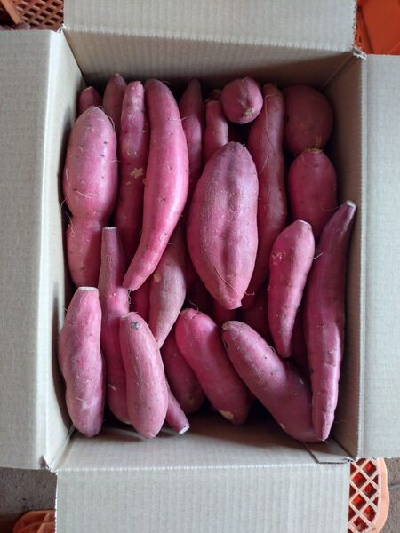 46 さつまいも 洗い 紅はるか ちび芋3S~Sサイズ 5kg 訳あり
