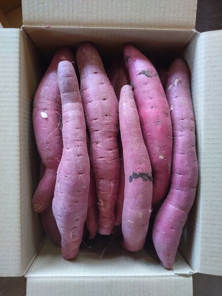14 さつまいも 紅はるか 洗い Mサイズ 5kg 訳あり