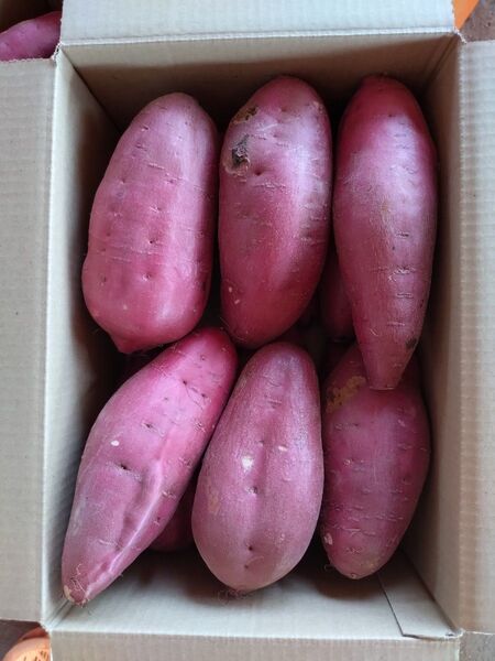 13 さつまいも 紅はるか 洗い Lサイズ 5kg 訳あり