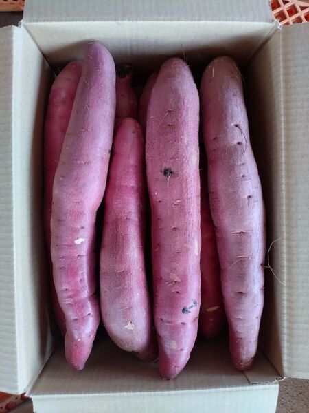 14 さつまいも 紅はるか 洗い Lサイズ 5kg 訳あり
