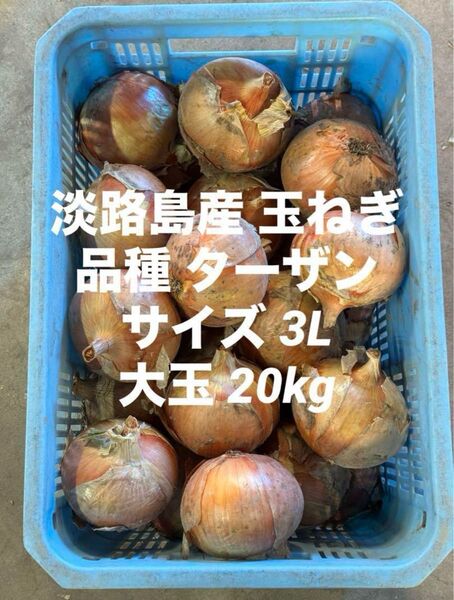 淡路島産 玉ねぎ サイズ 3L 大玉 20kg 品種 ターザン