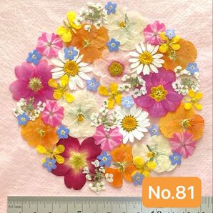 No.81 アソート押し花素材