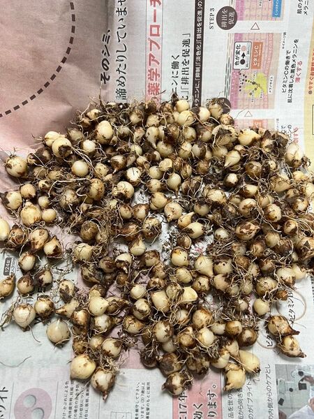 ムスカリ球根