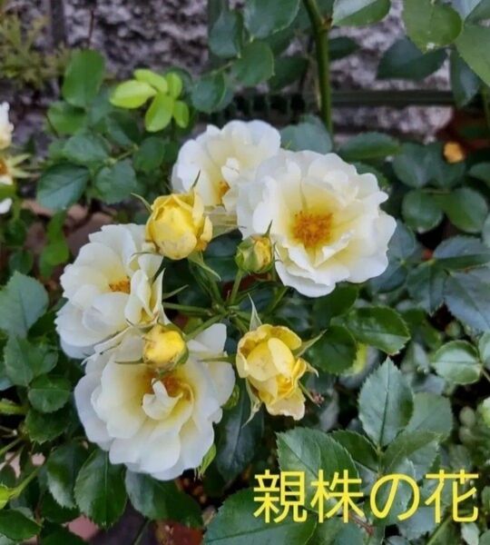ローズ バラ ばら苗 白 黄 バラ苗 挿木 発根