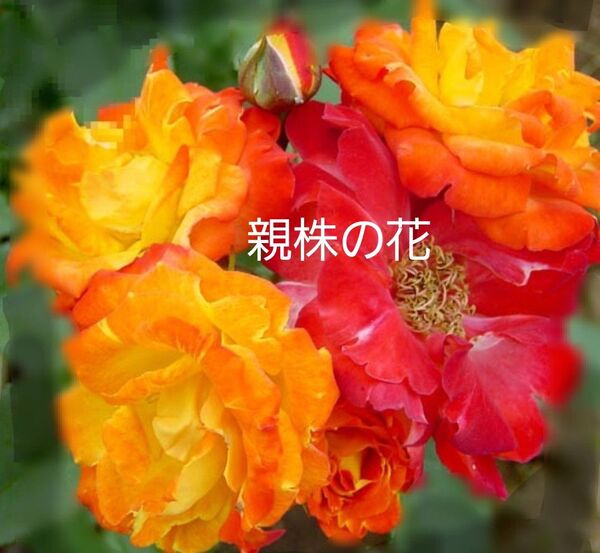 花散 ふれ太鼓 バラ 挿木苗 オレンジ色 四季咲き ピニャータ 花色変化