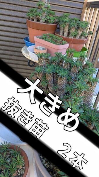 ソテツキリン 2本 パイナップルコーン 多肉植物 ⑥抜き苗 乾燥済み 観葉植物