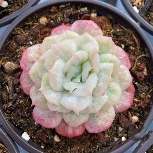 新品種 チュールスカート /Hades 多肉植物 エケベリア 単頭苗 既に発根済み