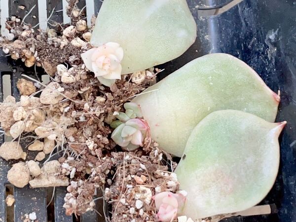 サファイア錦 多肉植物 抜き発送 三枚美斑入り