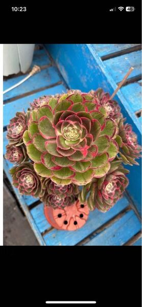 ピンク妖精錦 法師 抜き単頭苗 アエオニウム 多肉植物 写真二から一つ