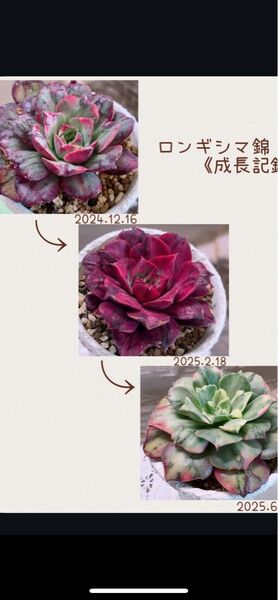 丸葉 ロンギシマ錦 覆輪 抜き苗 レア 多肉植物 エケベリア 二枚目から出品苗