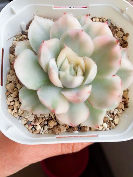 ストロベリーケーキ錦 新種錦 肉厚 美斑入り レア 多肉植物 エケベリア 高級品 7CM容器 抜き発送