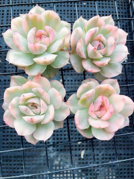 ストロベリーケーキ錦 新種錦 肉厚 美斑入り レア 多肉植物 エケベリア 抜き苗発送