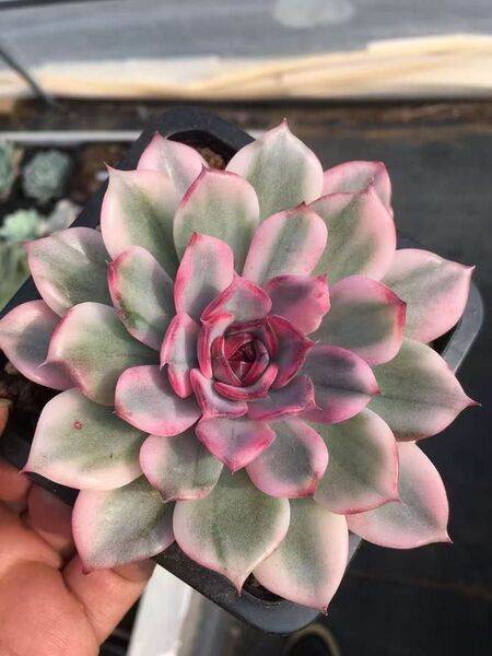 紅花ビット錦 多肉植物 エケベリア 超レア 二枚目の小苗出品苗 抜き苗発送